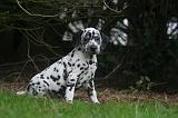 DALMATIEN 481